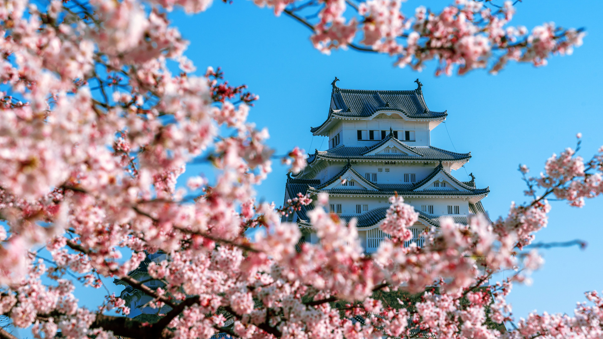 Pourquoi le Hanami est le plus beau moment pour visiter le Japon ?